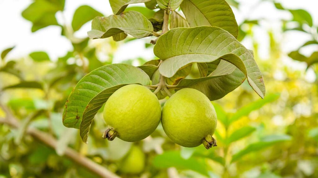 Hojas de guayaba: el secreto natural que fortalece la salud y el bienestar