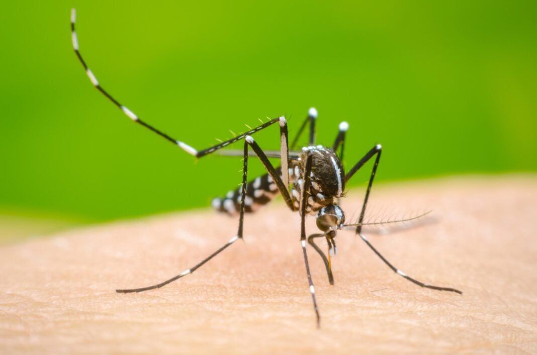 El Ministerio de Salud reporta una reducción del 80 % de los casos de dengue este año