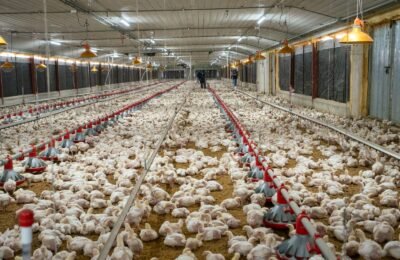 ADA reporta aumento de producción avícola y advierte presión por mayores costos