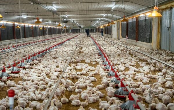 ADA reporta aumento de producción avícola y advierte presión por mayores costos